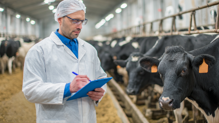 Cow with enteritis receiving urgent veterinary treatment with IV fluids and gastrointestinal care