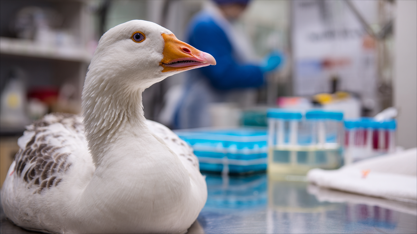 Goose receiving deworming treatment with parasite testing equipment and professional veterinary parasite management