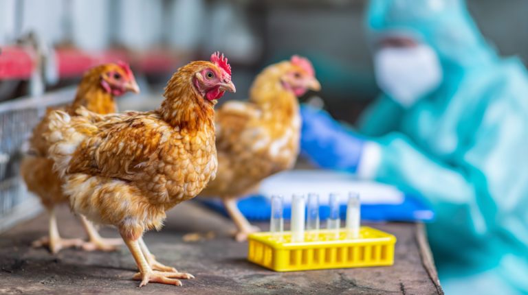 Chickens with salmonella symptoms during veterinary testing with biosecurity measures and disease control