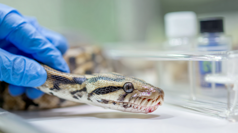Snake displaying mouth rot symptoms during urgent veterinary examination showing dangerous bacterial infection signs