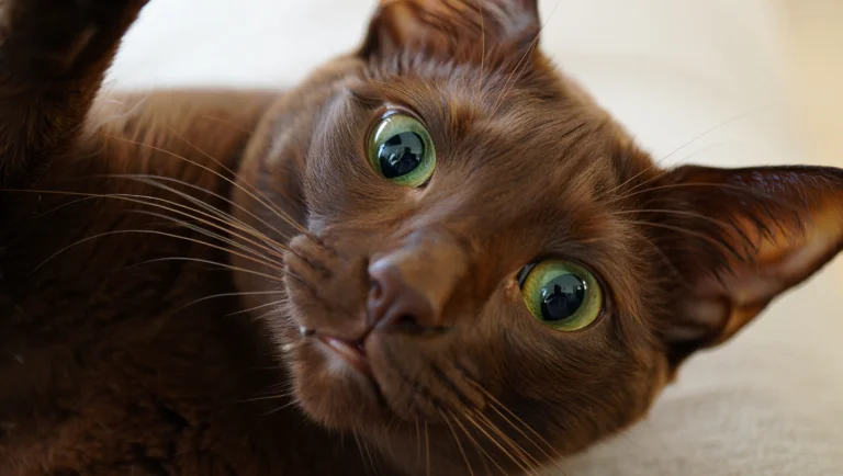Havana Brown Cats