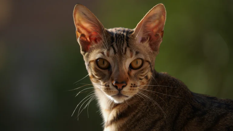 Sokoke Cat