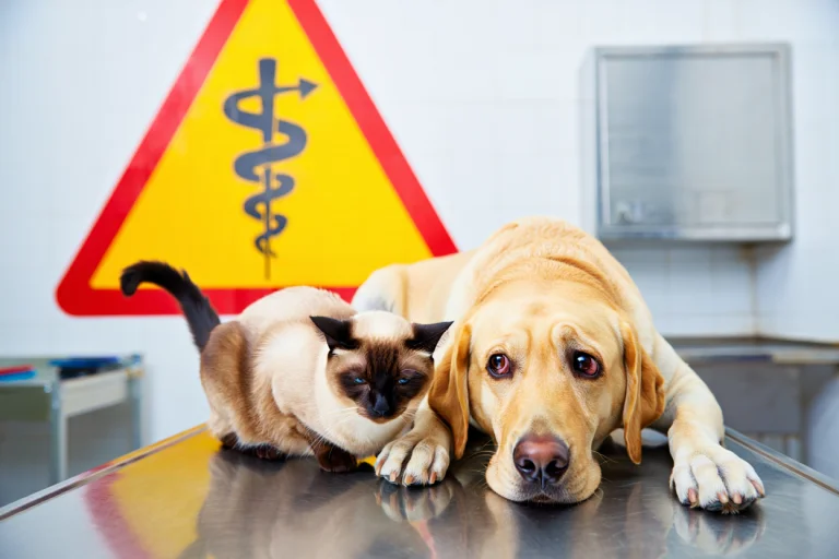 exotic pet vet near me