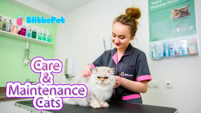 Care & Maintenance Cats