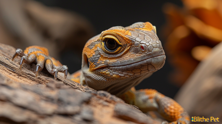 Advanced Uromastyx lizard care setup showing specialized desert habitat and professional husbandry equipment